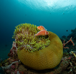 Pair of Pink Anemonefish in a Host Anemone © @UW.Art