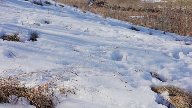 Sparkling melting snow blankets green grass in winter meadow, revealing patchy blades of lawn and soft blue shadows on ground under bright sunlight, showing calm thaw into spring.