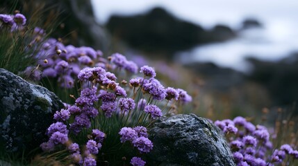 Naklejka premium Purple seaside flowers bloom among weathered rocks with a blurred ocean backdrop in soft natural light