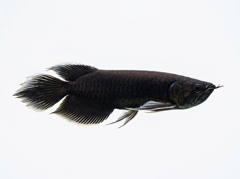 Black Aquatic Dragonfish in Silhouette.