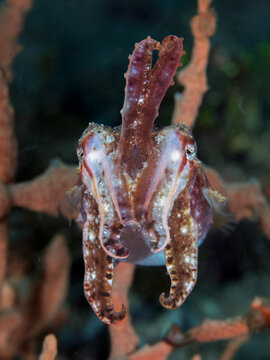 Dwarf cuttlefish displaying camouflage among coral branches underwater