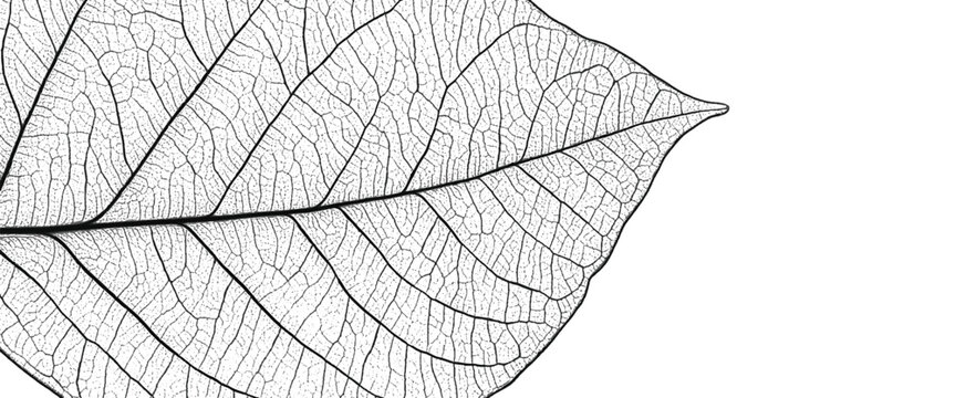 Detailed skeleton leaf vein structure, black lines on white background