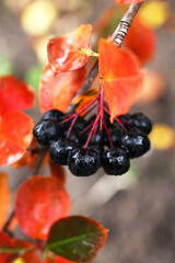 Close-up of black chokeberries on a branch with vibrant red and green leaves. The scene captures the essence of autumn and natural beauty. © Nadezhda Zaitceva