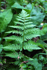 A green fern plant with delicate fronds grows among lush green foliage in a natural setting. The scene captures the beauty of nature and plant life. © Nadezhda Zaitceva