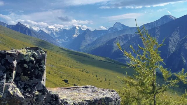 Mountain valley vista displaying snow covered peaks receding into distance, lush green meadow dotted by distant trees, young sapling, lichen covered rock, blue sky scattered clouds, natural daylight.