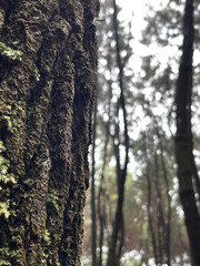 Obraz premium Close-Up of Rough Tree Bark with Blurry Forest Canopy Background