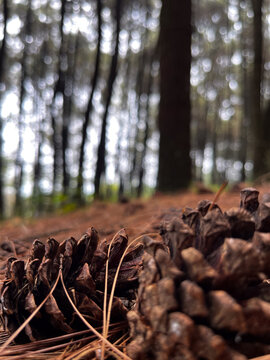 Macro Close-Up of Dry Pine Cone with Blurry Forest Bokeh Background