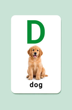 Letter D alphabet flashcard with cute golden retriever puppy for dog on mint green background. Educational template for preschool phonics, literacy and kindergarten printables.