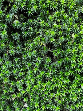 Close-Up Texture of Fresh Green Star Moss Pattern