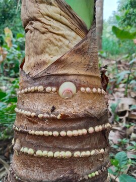Taro plant corm with young sprouts growing in rows, giant taro stem buds close up in tropical farm