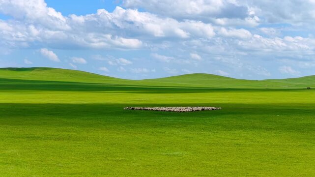 Flock of sheep on rolling grassland, Hulunbuir, Inner Mongolia