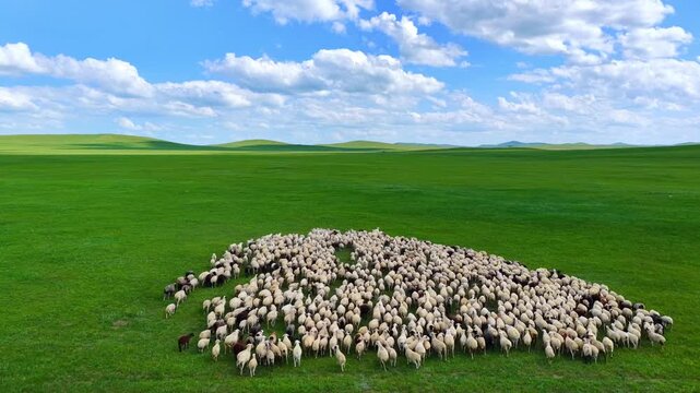 Cattle herd grazing on green grassland under blue sky and white clouds, Hulunbuir, Inner Mongolia