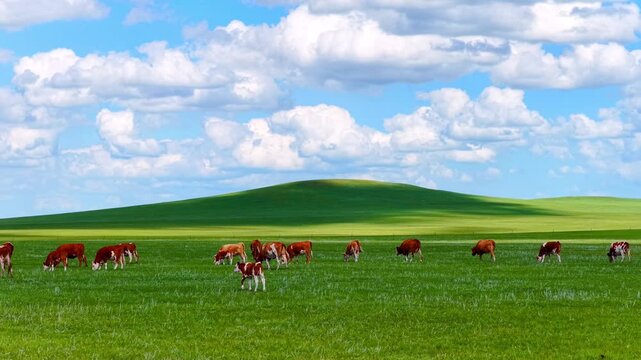 Cattle herd grazing on green grassland under blue sky and white clouds, Hulunbuir, Inner Mongolia