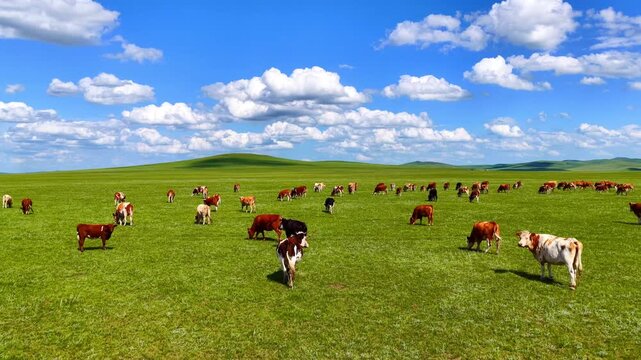 Cattle herd grazing on green grassland under blue sky and white clouds, Hulunbuir, Inner Mongolia