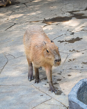 Capybara standing on stone floor in zoo enclosure with tortoise and second capybara in background