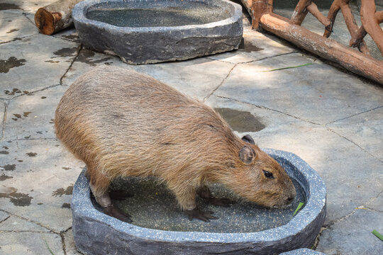 Capybara standing in shallow water basin drinking at zoo enclosure