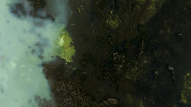 Top Down Aerial of Aquatic Vegetation in Lake Rotorua New Zealand