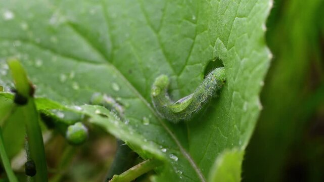Raupen des Kleinen Kohlwei&szlig;lings (Pieris rapae) fressen an Radieschen-Blatt // Caterpillars of the small white (Pieris rapae) feeding on a radish leaf