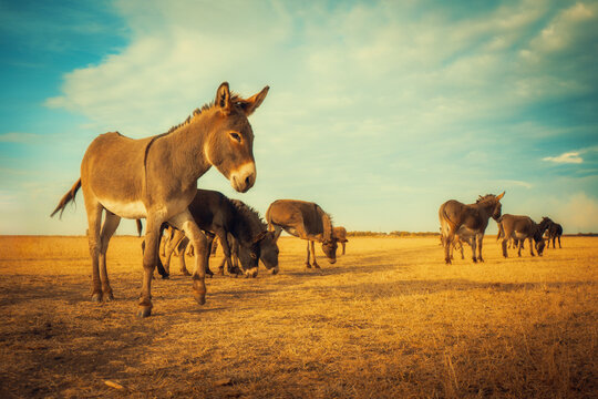 Wide shot of a herd of donkeys standing and grazing in a dry, golden field under a dramatic blue sky with clouds. A warm, natural scene for rural, farm and animal projects