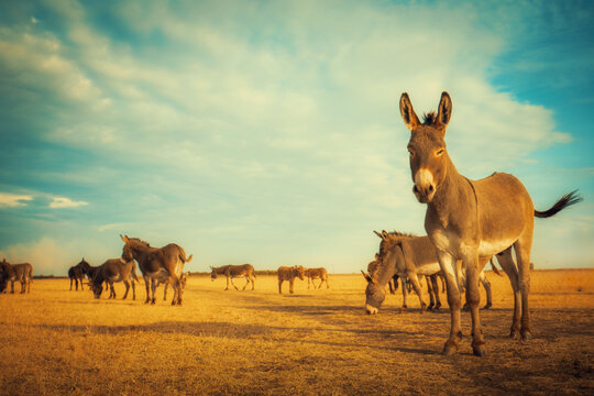 Wide shot of a herd of donkeys standing and grazing in a dry, golden field under a dramatic blue sky with clouds. A warm, natural scene for rural, farm and animal projects