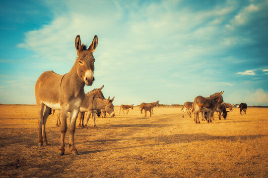 Wide shot of a herd of donkeys standing and grazing in a dry, golden field under a dramatic blue sky with clouds. A warm, natural scene for rural, farm and animal projects