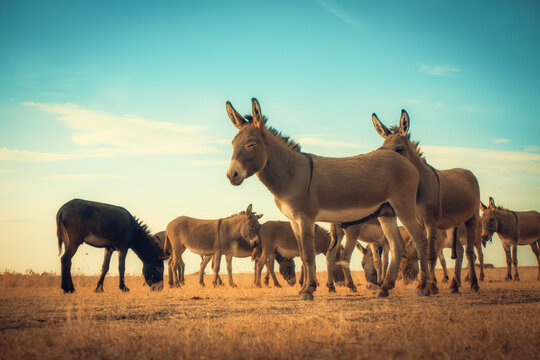 Wide shot of a herd of donkeys standing and grazing in a dry, golden field under a dramatic blue sky with clouds. A warm, natural scene for rural, farm and animal projects