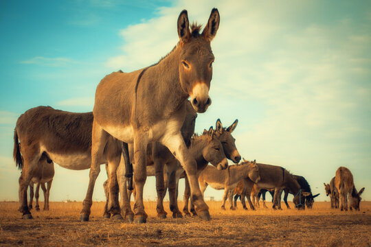 Wide shot of a herd of donkeys standing and grazing in a dry, golden field under a dramatic blue sky with clouds. A warm, natural scene for rural, farm and animal projects