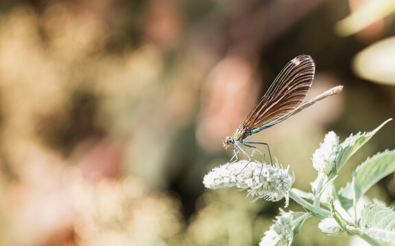 Insecte en macro minimaliste