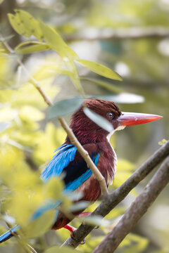 red billed kingfisher