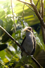 yellow billed hornbill © Nipun