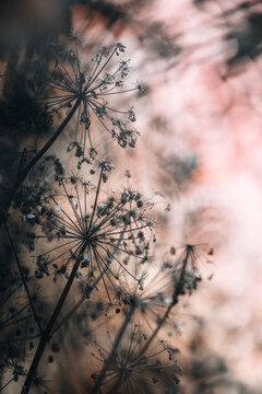 Fleur en macro minimaliste sur fond flou