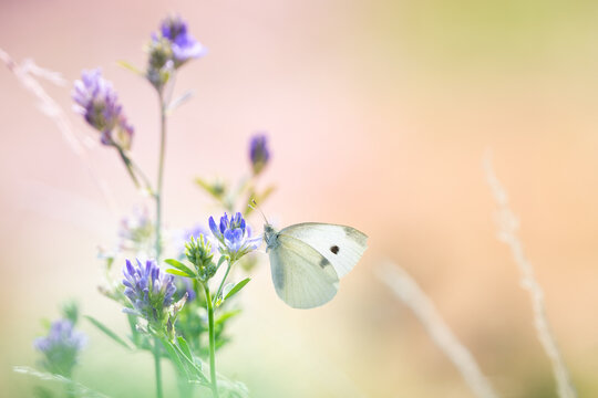 Insecte en macro minimaliste