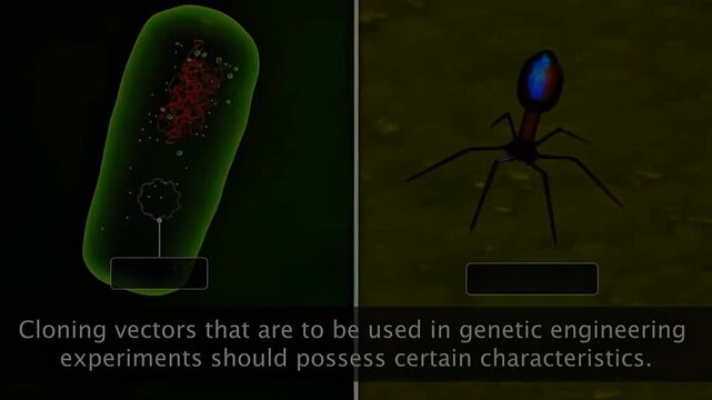 Plasmids are circular bacterial DNA molecules, while bacteriophages are viruses that infect bacterial cells.