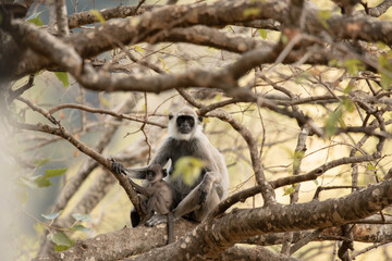 black monkey © Nipun