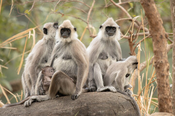 black monkey © Nipun