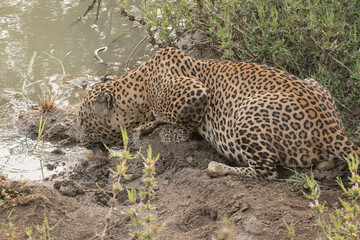 leopard  © Nipun