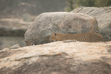 leopard resting on a rock © Nipun