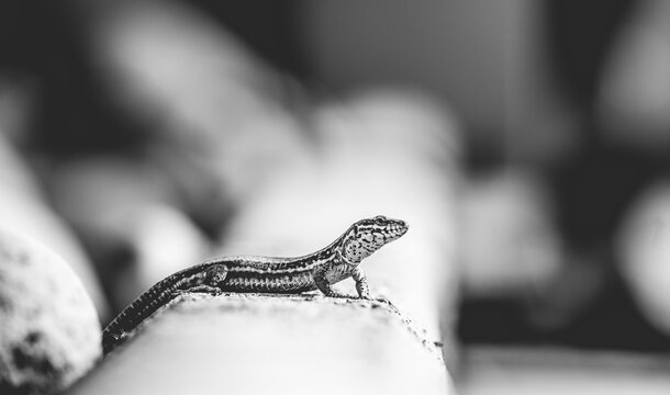 Animal en macro minimaliste dans la nature