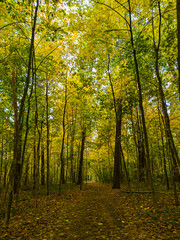 Fototapeta premium Leaf-covered path winding through forest of golden autumn foliage. Fall woodland trail and deciduous trees. Seasonal change, nature and outdoor recreation. Vibrant fall colors.
