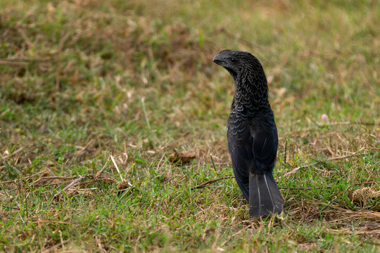 Smooth-billed Ani - Crotophaga ani, unique beautiful black cuckoo from Latin America woodlands and forests, Pantanal, Brazil.