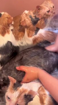 Owner giving a bubble bath to multiple wet cats in a tub