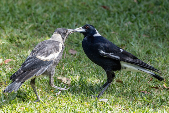 Fledgling Australian Magpie being fed Bogong moths