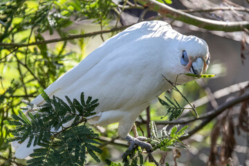 Australian Little Corella feeding on Acacia seeds © Ken Griffiths