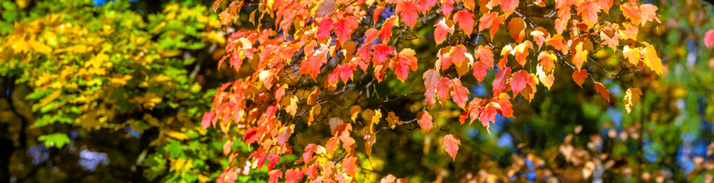 Autumn background-red leaves in the city Park
