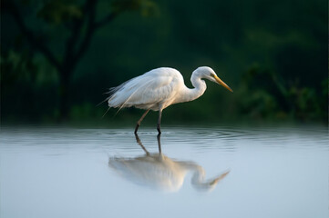 Herons in shallow water, herons seen in shallow waters, marshes, or rice paddies. Herons are the most representative birds of wetland ecosystems, preferring to hunt in shallow water.  © showins