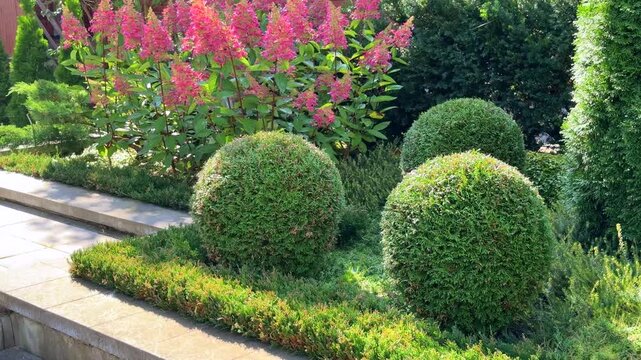 A beautifully landscaped autumn garden featuring spherical topiary shrubs and vibrant pink panicle hydrangeas in full bloom beside a stone path.
