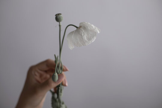 White poppy flower held by hand with delicate emotion