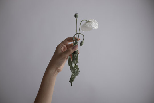 Hand white poppy flower with seed pod and leaves