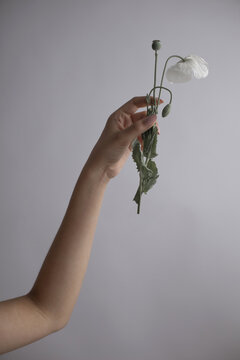 Hand holding delicate white poppy flower with green leaves