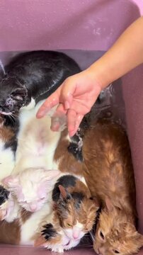 Owner Giving a Gentle Bath to Multiple Wet Cats in a Pink Basin